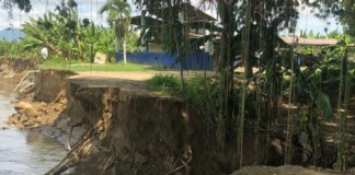 Bananeros de Ámina piden auxilio ante abandono de autoridades del agro Rio Anima