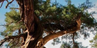 Del árbol torcido y sus nudos